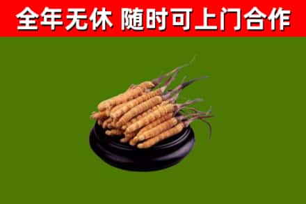 昌都回收冬虫夏草
